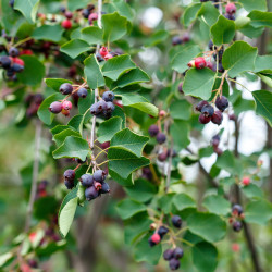 AMELANCHIER alnifolia Martin