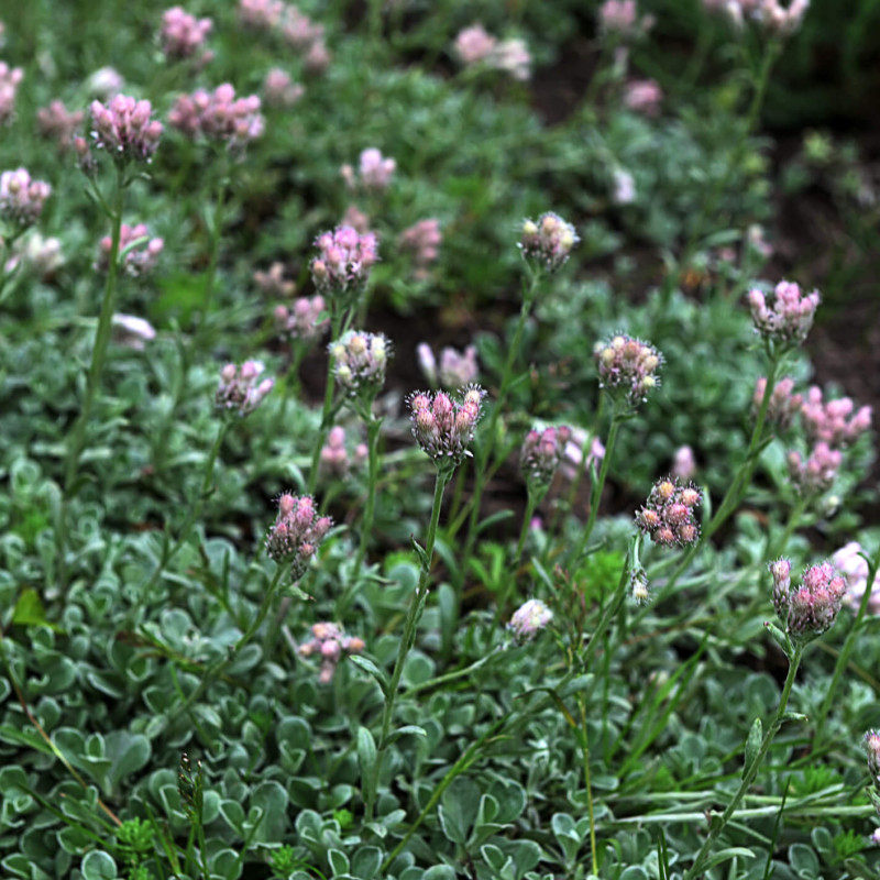 Antennaria dioica 'Alex Duguid'