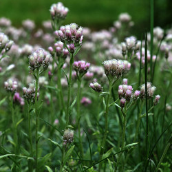 Antennaria dioica 'Alex Duguid'