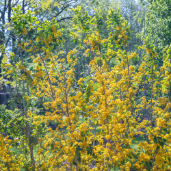 AZARA dentata