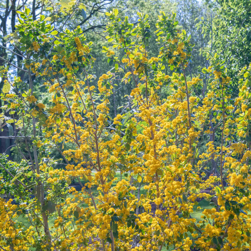 AZARA dentata