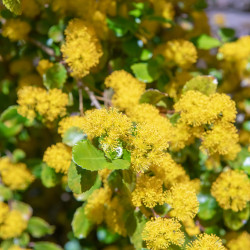 AZARA dentata
