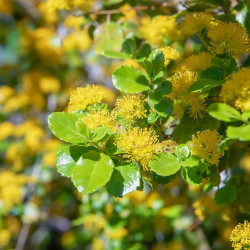 AZARA dentata