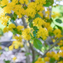 AZARA dentata
