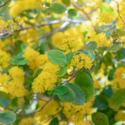 AZARA dentata