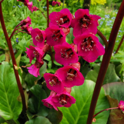 Bergenia 'Early Brillance' 'Magenta'