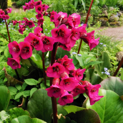 Bergenia 'Early Brillance' 'Magenta'
