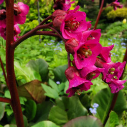 Bergenia 'Early Brillance' 'Magenta'
