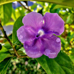 Brunfelsia pauciflora