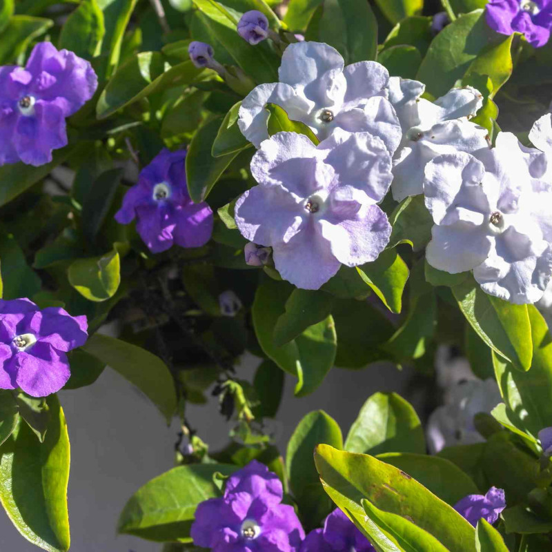 Brunfelsia pauciflora