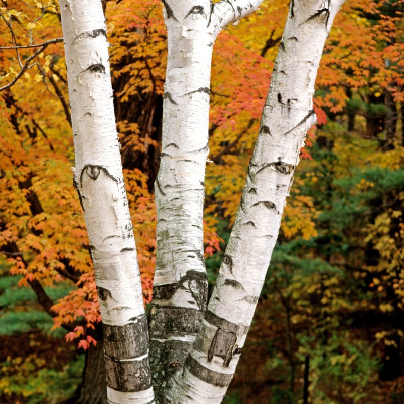 Betula papyrifera - Bouleau à papier