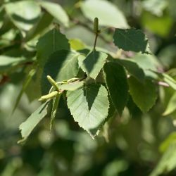 Betula papyrifera - Bouleau à papier