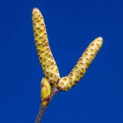 Betula papyrifera - Bouleau à papier