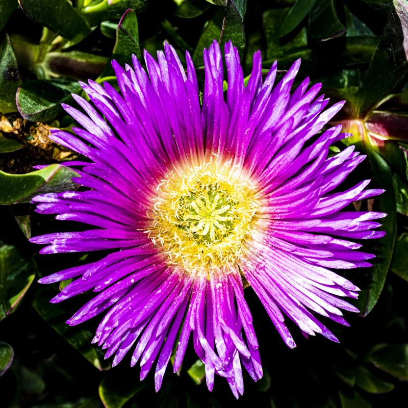 Delosperma ashtonii - Pourpier