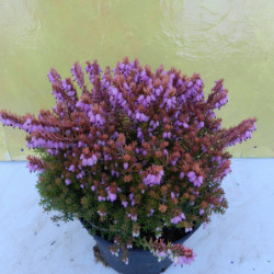 Erica × darleyensis 'Mary Helen'