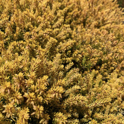 Erica × darleyensis 'Mary Helen'
