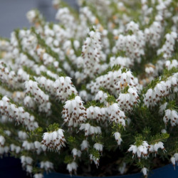Erica × darleyensis 'Silberschmelze' - bruyère