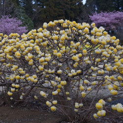 Edgeworthia chrysantha
