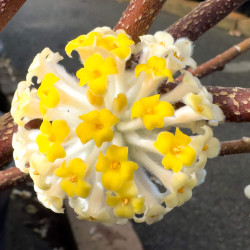 Edgeworthia chrysantha
