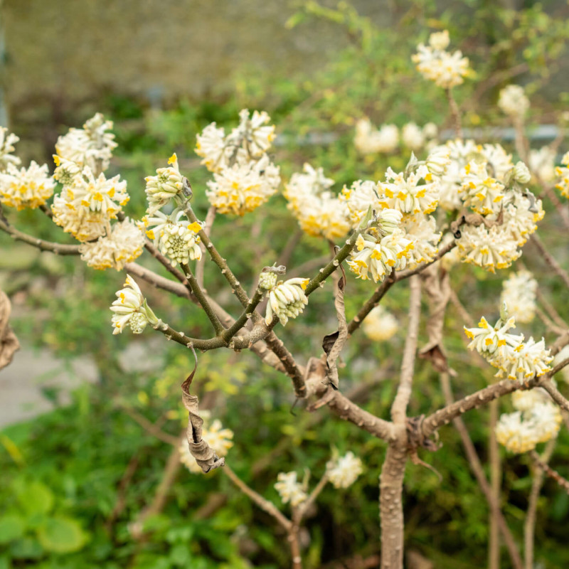 Edgeworthia chrysantha