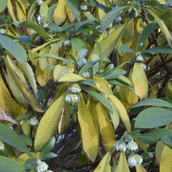 Edgeworthia chrysantha