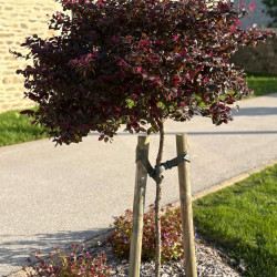 Loropetalum chinense 'Fede'