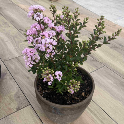 Lagerstroemia indica ‘With Love Babe‘