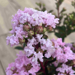 Lagerstroemia indica ‘With Love Babe‘