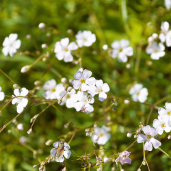 Gypsophile rampante