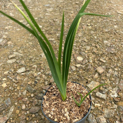 Hemerocallis ‘Light the way’