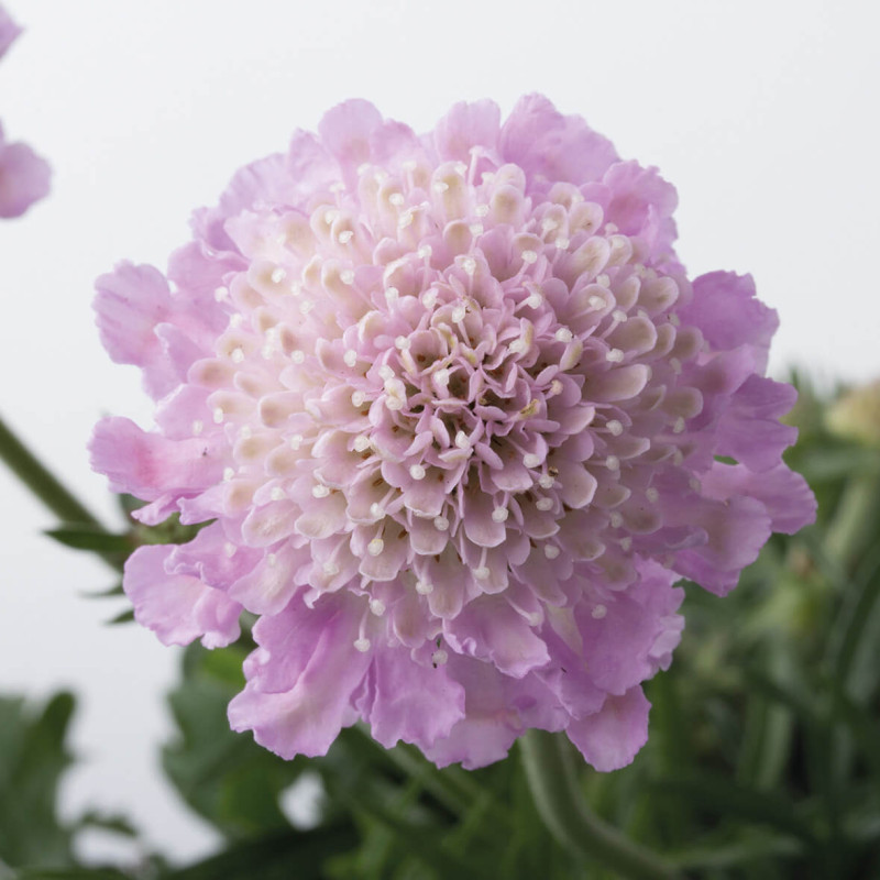 Scabiosa columbaria ‘Pink Mist’