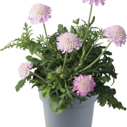 Scabiosa columbaria ‘Pink Mist’