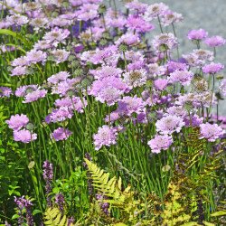 Scabiosa columbaria ‘Pink Mist’
