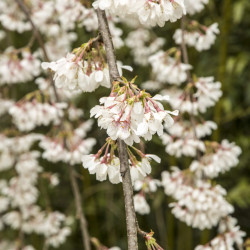 Prunus yedoensis