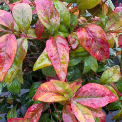 Nandina domestica 'Wood's Dwarf' - Bambou sacré nain