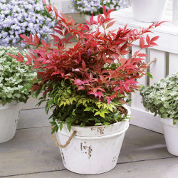 Nandina domestica Obsessed Seika