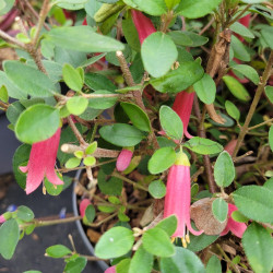 Correa Dusky bells , Fuchsia d'Australie