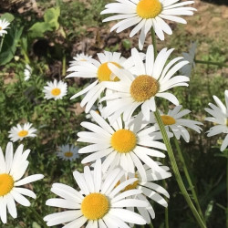 Leucanthemum x superbum 'Alaska'