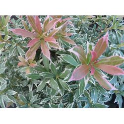 Pieris japonica 'Little Heath Variegata'
