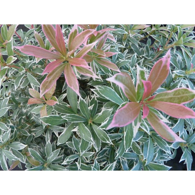 Pieris japonica 'Little Heath Variegata'