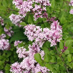 Syringa meyeri 'Palibin'