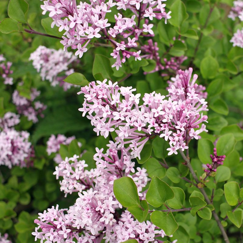 Syringa meyeri 'Palibin'