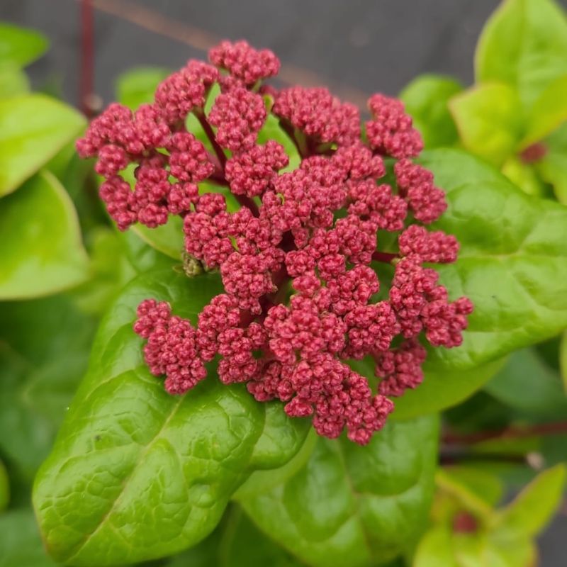 Viburnum tinus 'Rock'n Rolla' ®