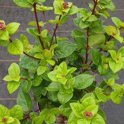 Viburnum tinus 'Rock'n Rolla' ®