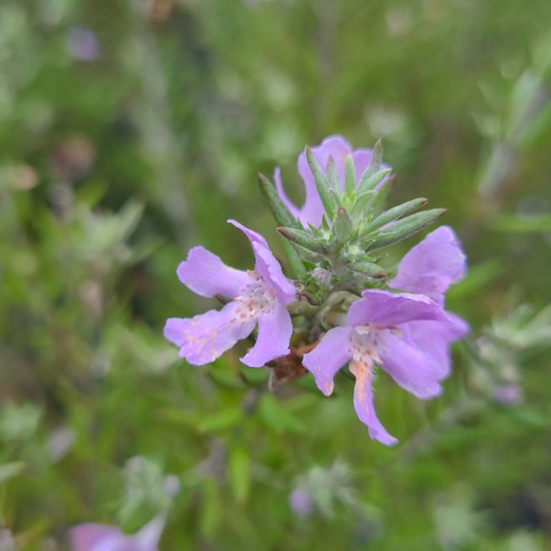 Westringia (Bleu foncé)