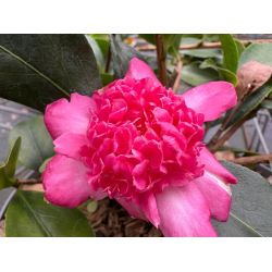Camellia sasanqua Choji Guruma