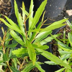 Lomatia myricoides