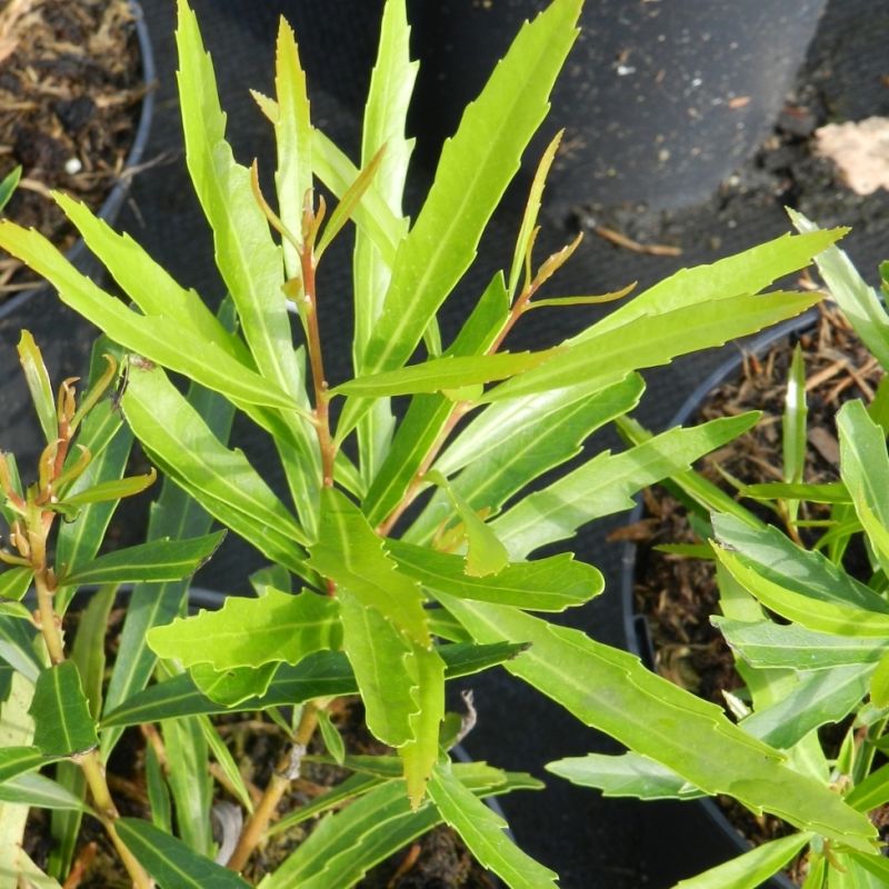 Lomatia myricoides