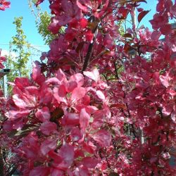 Malus Profusion