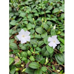 Vinca minor 'Alba'